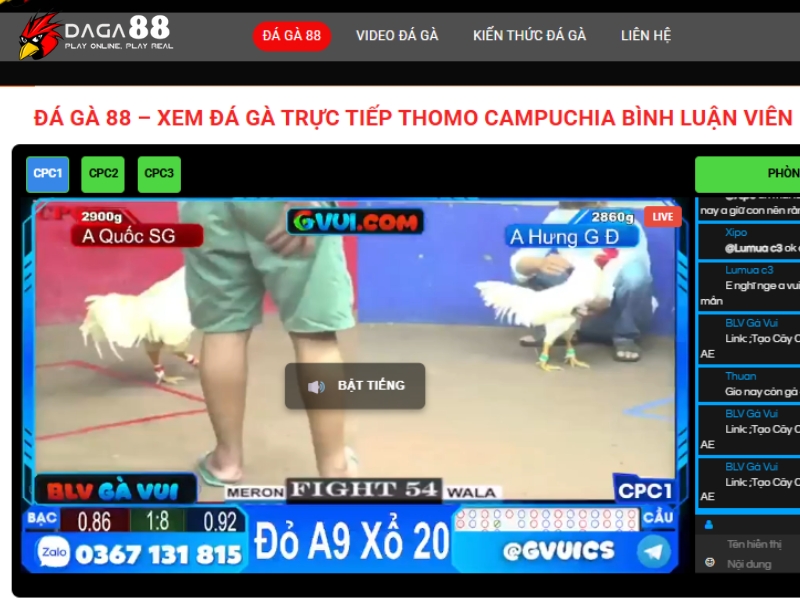 Đá Gà 88 là nền tảng đá gà trực tiếp hàng đầu hiện nay