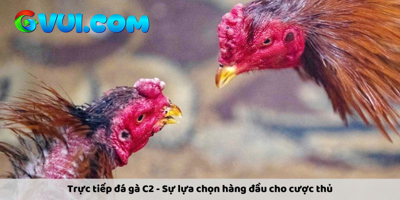 Trực tiếp đá gà C2 - Sự lựa chọn hàng đầu cho cược thủ